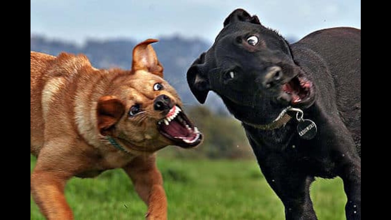 DingDon! How To Make Dog Become Fully Aggressive With Few Simple Tips