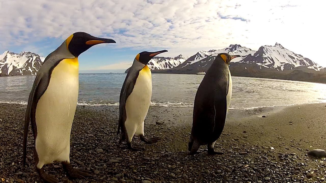 These Penguins Dance to Gangnam Style!!! (Unbelievable)