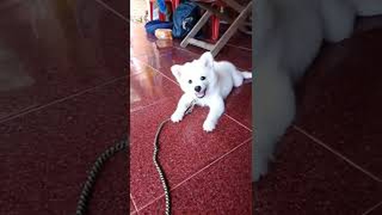 CUTE BABY DOG BARKING❣️