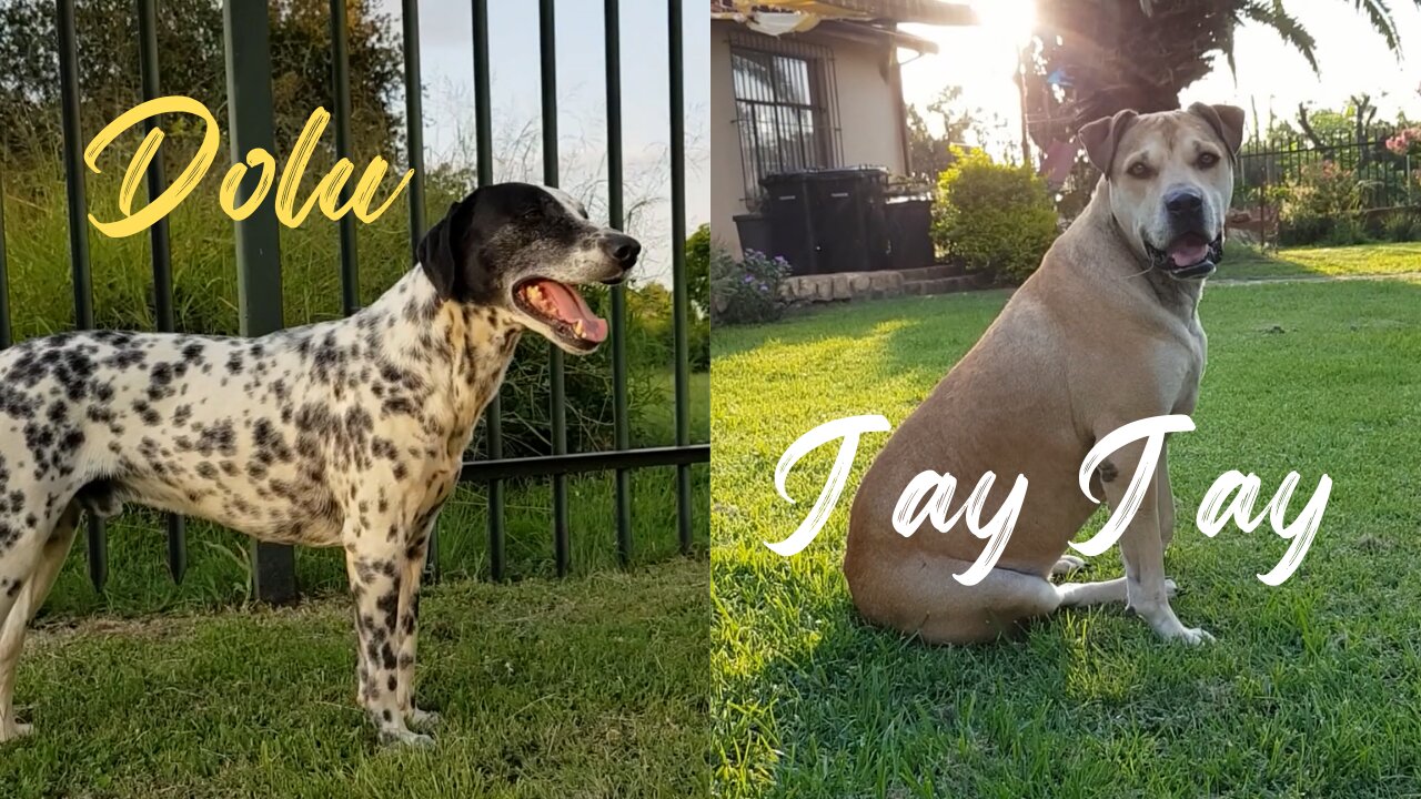 Magnificent Jay Jay Mastiff & Late Dolu Dalmatian Having Fun in the Sun