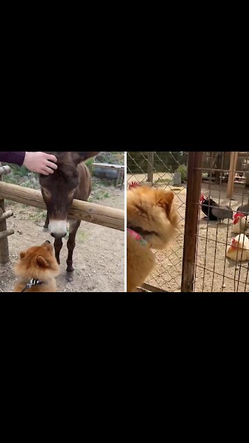 Puppy Wants To Befriend Every Animal At The Park