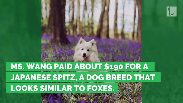 Woman Finds Out Dog Who Never Barks Purchased from Pet Store Is Actually a Fox
