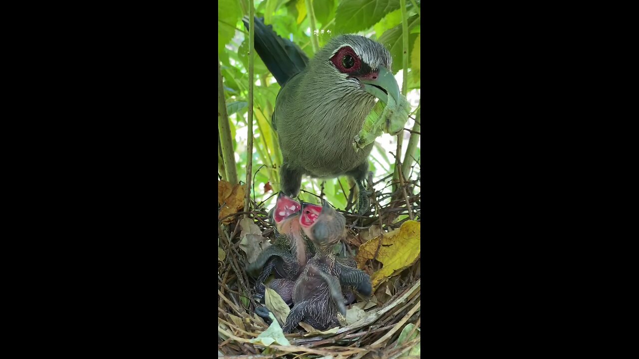 sparrow mother feed her children