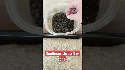 FOOD SHORTAGES COMING DONT WAIT PRACTICE SPROUTING SEEDS NOW!