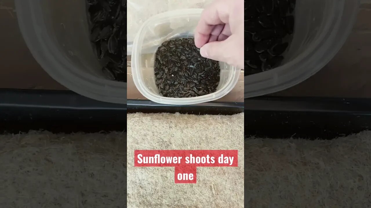 FOOD SHORTAGES COMING DONT WAIT PRACTICE SPROUTING SEEDS NOW!