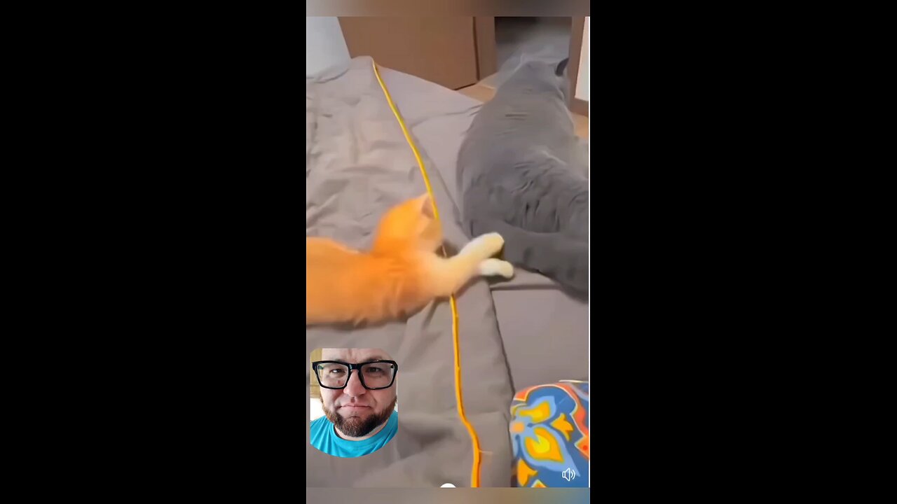 cats getting angry 😆
