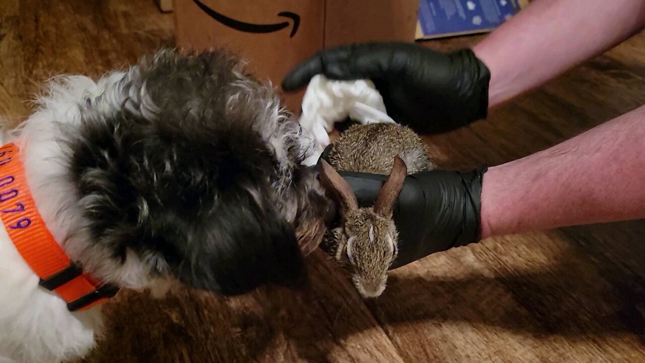 Dog Meets Baby Bunny