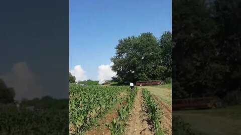 Bobby cultivating the corn