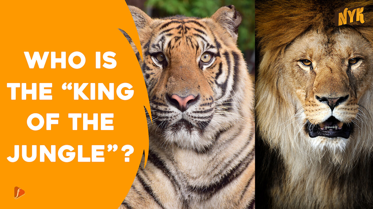 How Are Lions And Tigers Similar And Different From Each Other? *