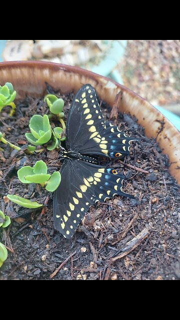 Black Swallowtail Butterfly