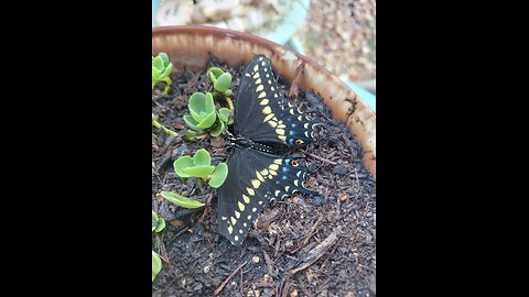 Black Swallowtail Butterfly