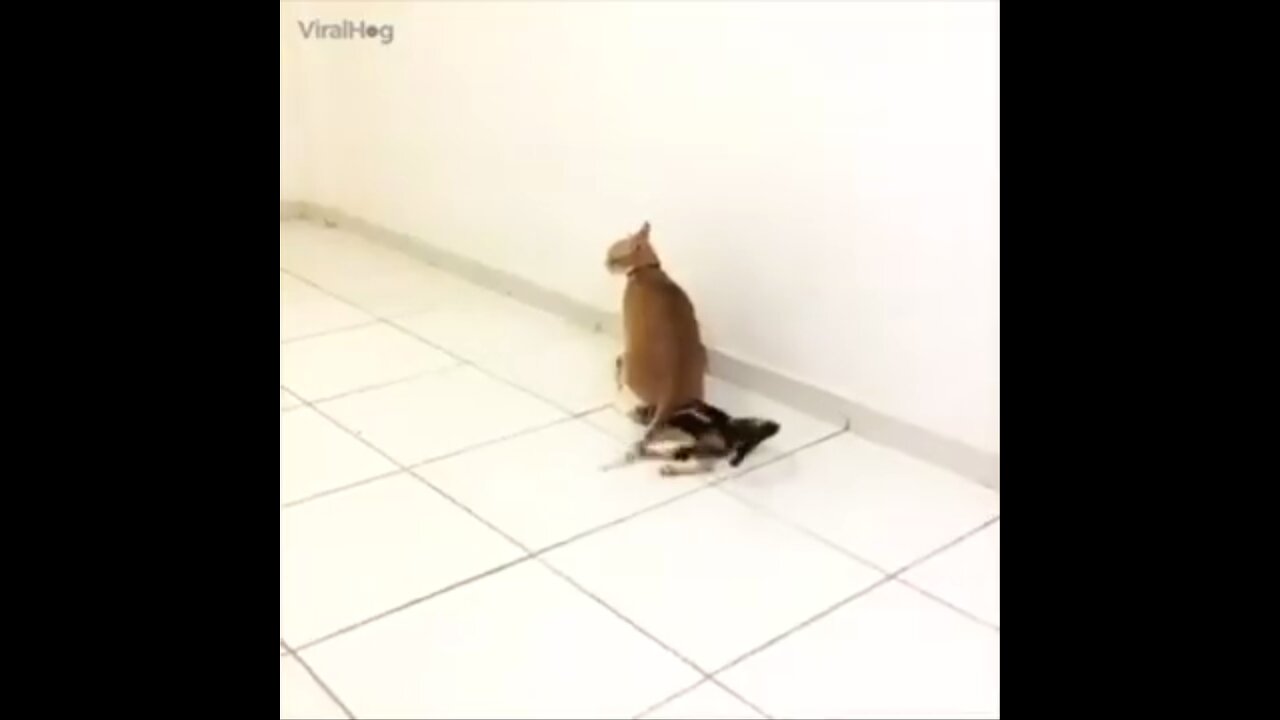 animal fun