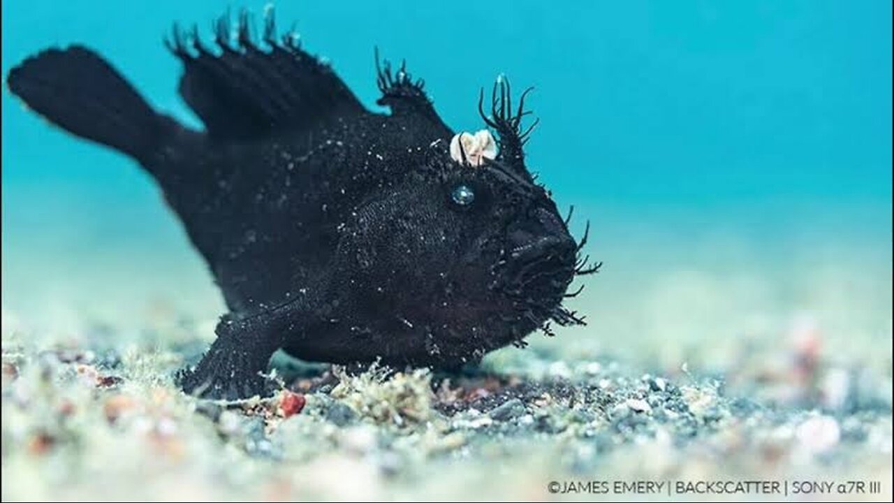 "Up Close with the Hairy Frogfish: Master of Camouflage"