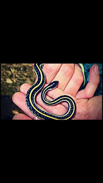 Close-up vet doctor's hands in gloves feeding the snake