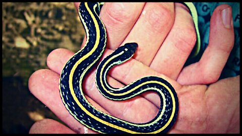 Close-up vet doctor's hands in gloves feeding the snake