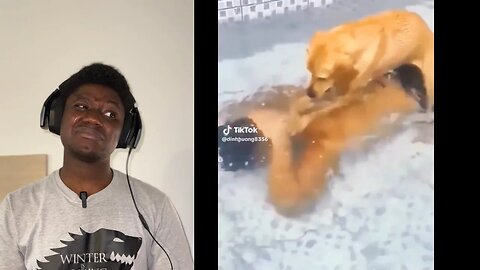 Animal TikTok Videos #10