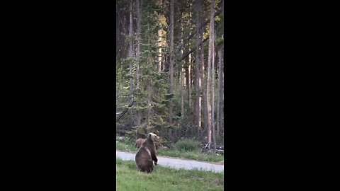 Bear life
