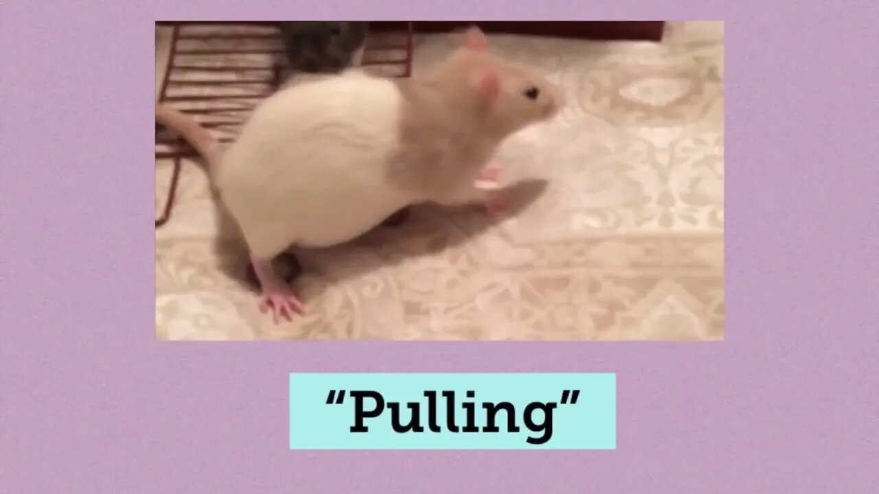 10 Weird Yet Totally Normal Behaviors (and More) from Pet Rats