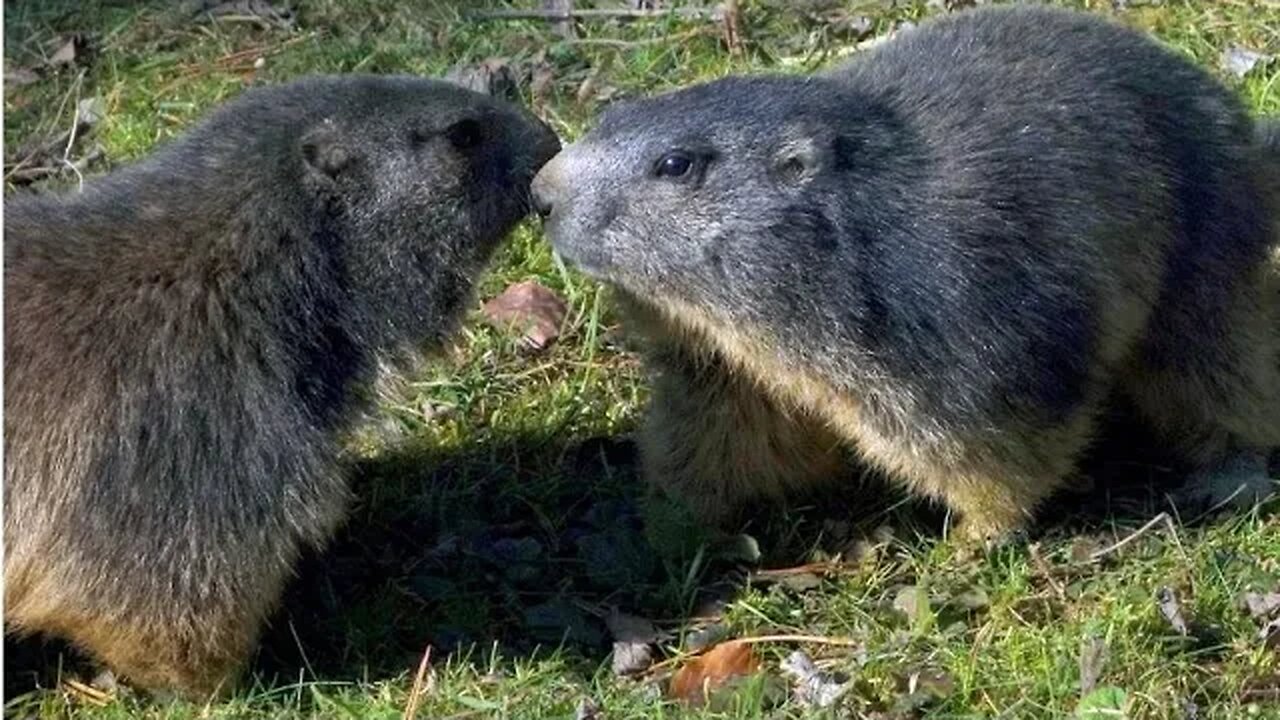 Alpine marmot Kissing 🥰🥰 so cute