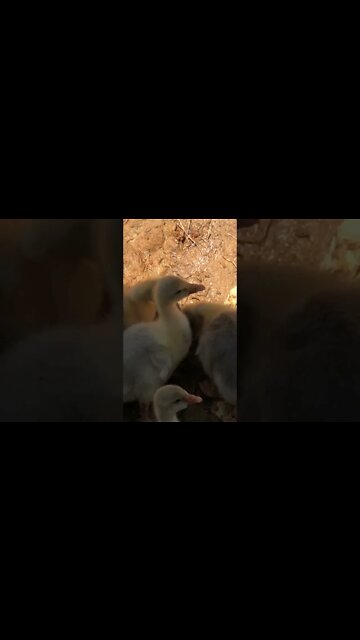 Goslings