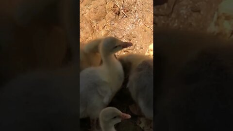 Goslings