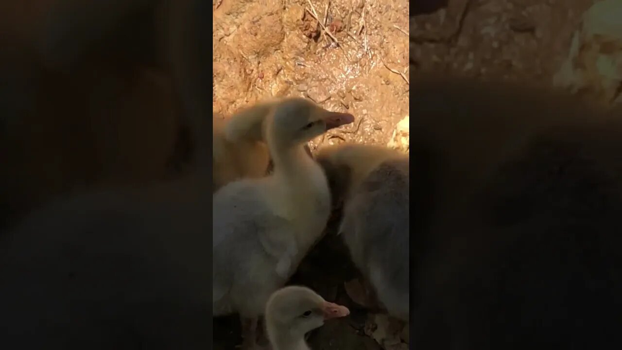 Goslings