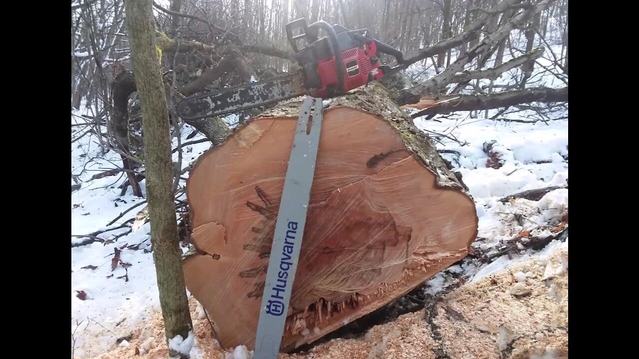 Massive Maple Tree vs. Old Man With Vintage Metal Jonsered 920 Chainsaw