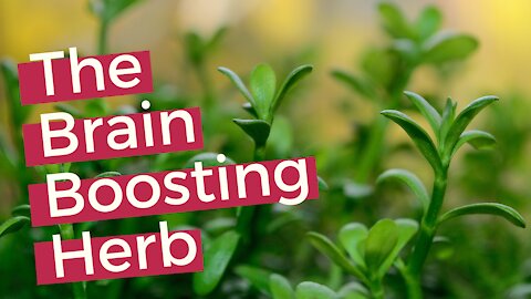 Bacopa Monnieri | 7 Health Benefits of Bacopa Monnieri