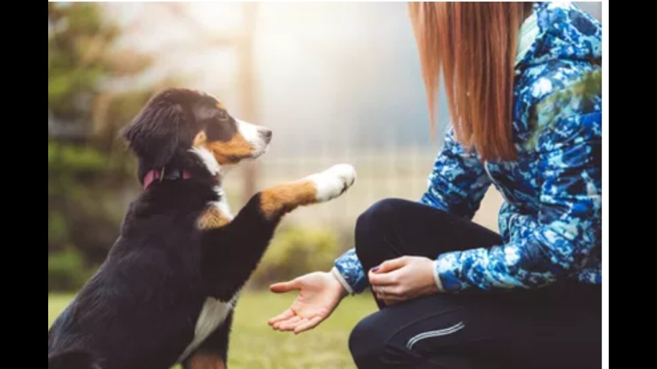 Learn How to train your Dog in Fun Way Dog training academy