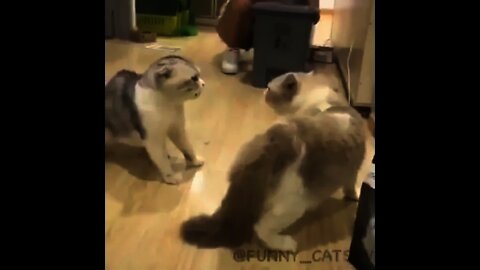 Funny cats||#shorts
