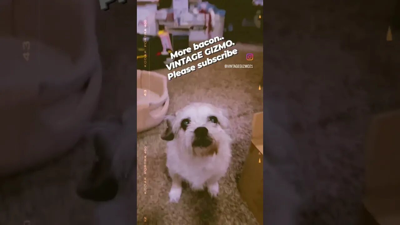 More bacon.. Gizmo
