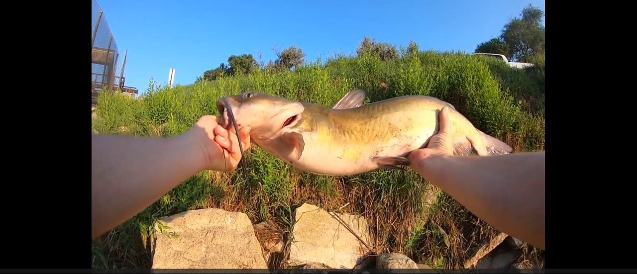 Catfish at the Inlet / Spillway on August 1, 2024