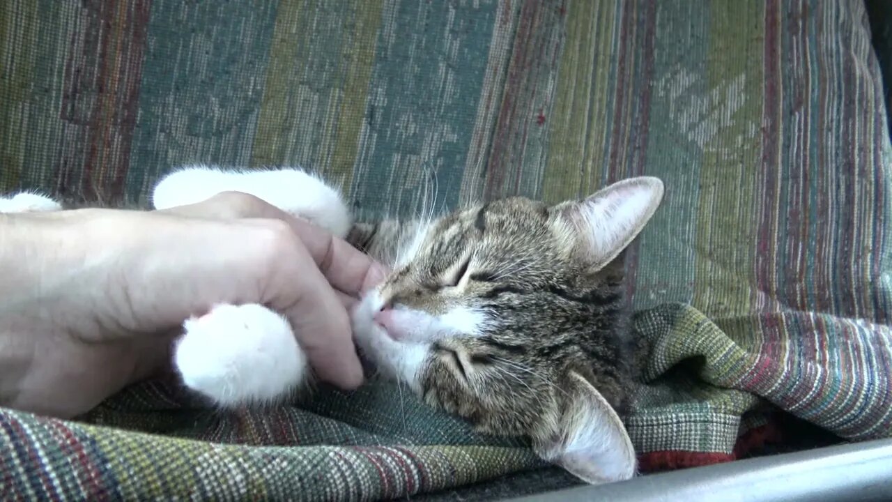 Tabby Cat Hid under the Table