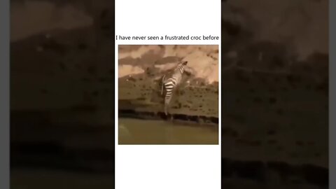 The croc got super stressed 😹😹😹😹 #reels #subscribe #shorts #foryou #fyp #viral #music