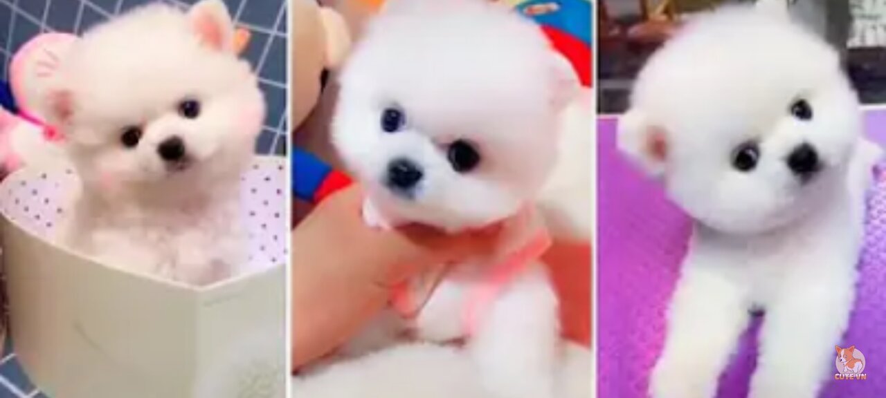 Most Famous Pomeranian TikTok Compilation 2021