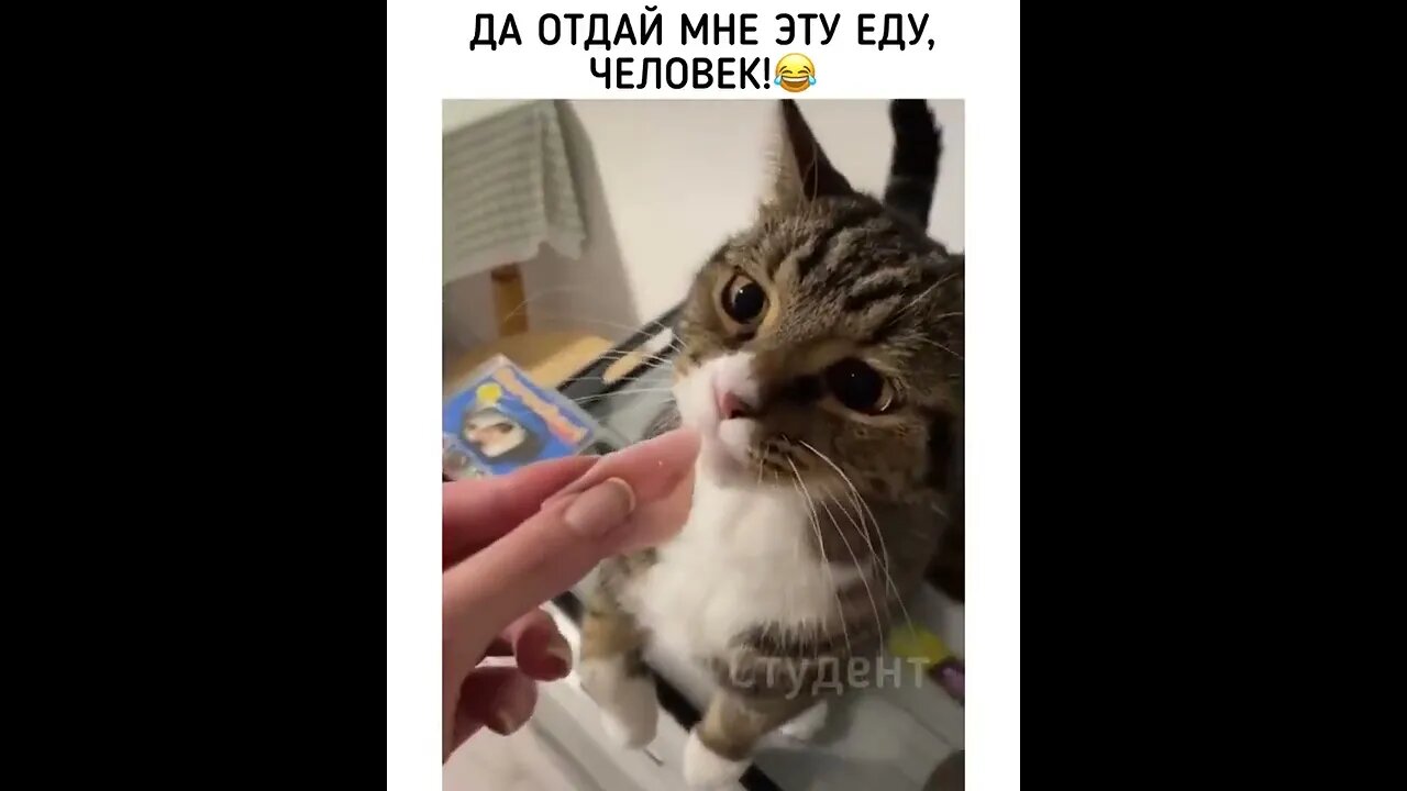 #приколы #мирослав #лебіга #капуста #гумор #блогер #українською #смішно #сміх #кіт #кітнепригай #1k
