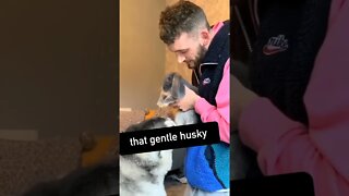 that gentle husky #gentle #husky #shorts