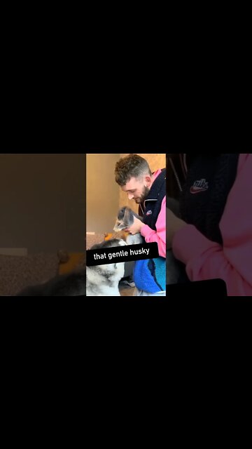 that gentle husky #gentle #husky #shorts