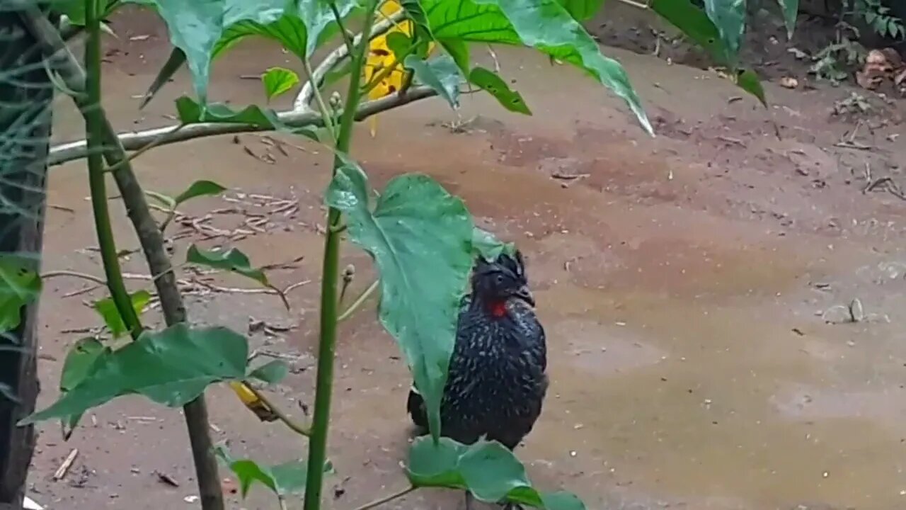 Jacu na chuvas molhado com frio