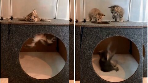 Cute cat betrayed by her friends so funny video