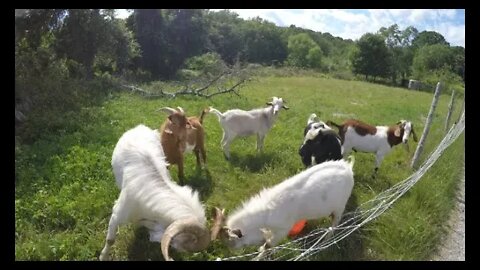 Feeding Goats | Graining 6 bucks at once