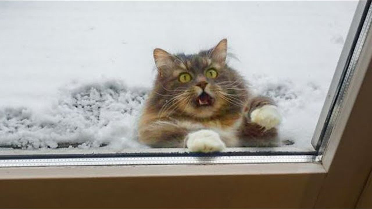 Funniest Cats 😹 - Don't try to hold back Laughter 😂 - Funny Cats Hack – 77