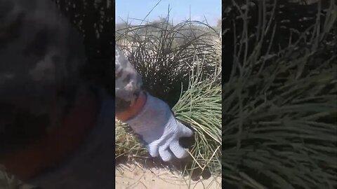 Құртқашаш шөбін ору short #shorts