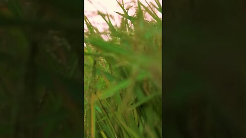 SINEMATIK PADI | rice cinematic #shorts #sinematikalam #cinematicnature