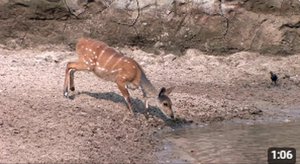 A Very Lucky Bushbuck - Escapes from Crocodile