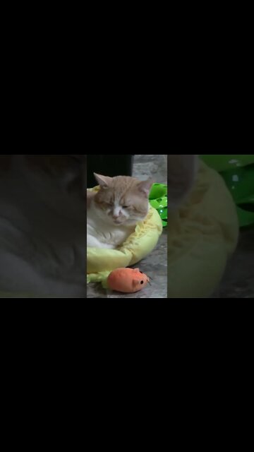 Don't wake The Cats #Shorts 😺