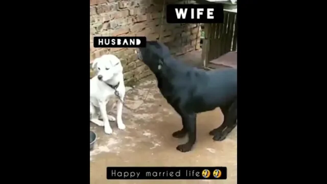 Married Life But With Dogs