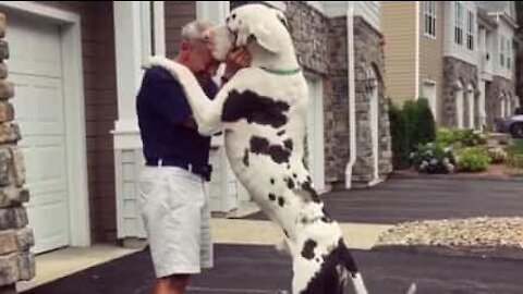 Quando il tuo cane è gigante bisogna stare attenti