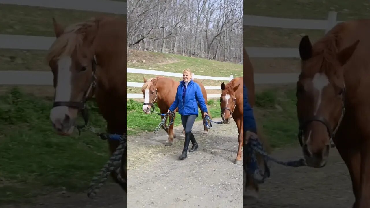 "A Serene Stroll with my Equine Companion: Exploring the Countryside on Horseback",#short,#animal