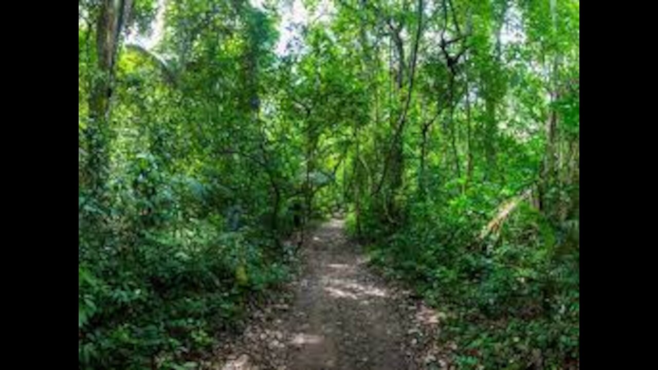 View out of the forest